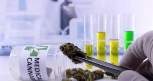 Medical Cannabis Users Suffer Data Breach Medical Cannabis Users Suffer Data Breach