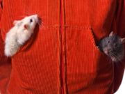 RAT Attack: Double Whammy