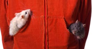 RAT Attack: Double Whammy