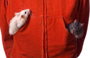 RAT Attack: Double Whammy