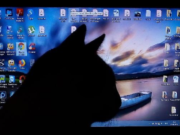 “Meow” is on the Prowl; A New Attack Targets Several Unsecured Databases