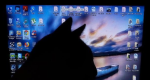 “Meow” is on the Prowl; A New Attack Targets Several Unsecured Databases