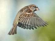 30,000 Macs Affected by “Silver Sparrow” Mystery Malware silver sparrow malware