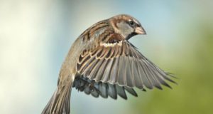 30,000 Macs Affected by “Silver Sparrow” Mystery Malware silver sparrow malware