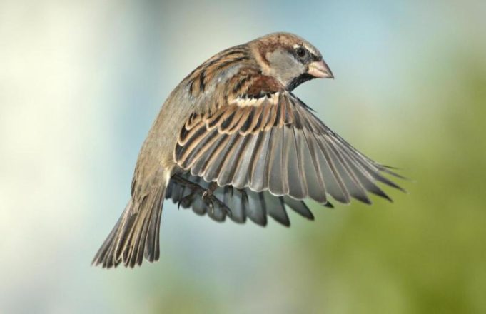 30,000 Macs Affected by “Silver Sparrow” Mystery Malware silver sparrow malware