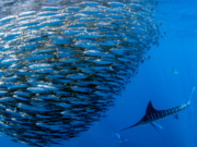 How Honeypots Boost Organizations’ Security Honeypot