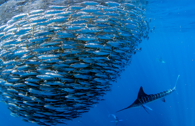 How Honeypots Boost Organizations’ Security Honeypot